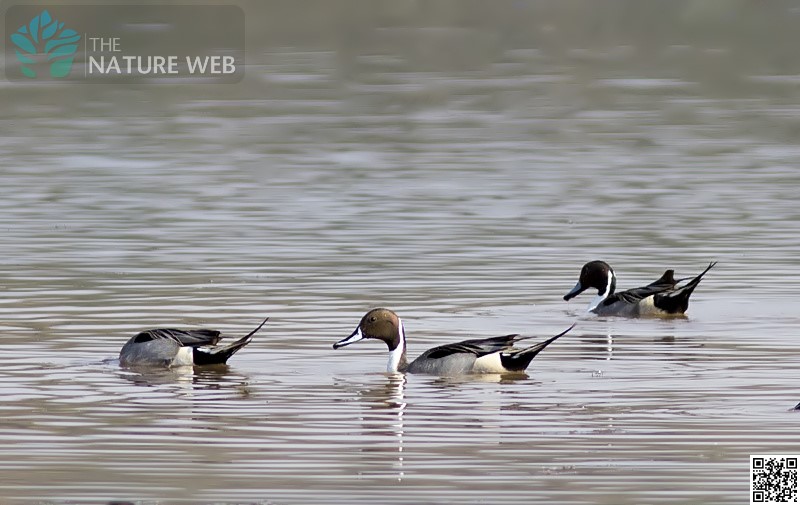 Duck-like Birds